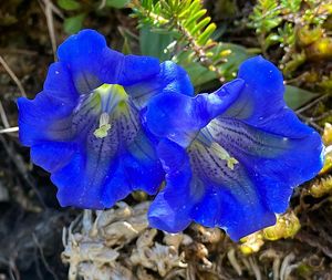 Hořec Clusiův (Gentiana clusii Perr. et Songeon)