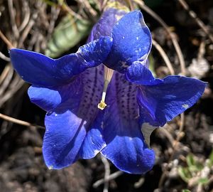 Hořec Clusiův (Gentiana clusii Perr. et Songeon)