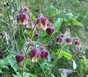 Kuklík potoční (Geum rivale)