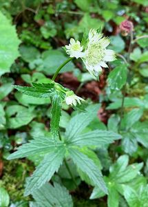 Jarmanka větší  (Astrantia major L.)