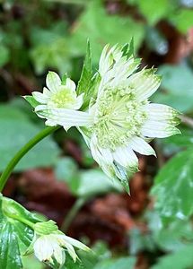 Jarmanka větší  (Astrantia major L.)