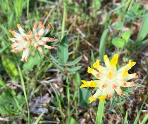 Úročník bolhoj (Anthyllis vulneraria)