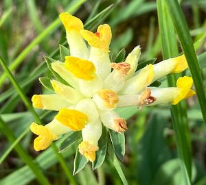 Úročník bolhoj (Anthyllis vulneraria)