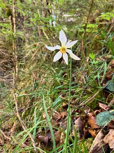 Narcis hvězdovitý (Narcissus poëticus subsp. radiiflorus (Salisb)
