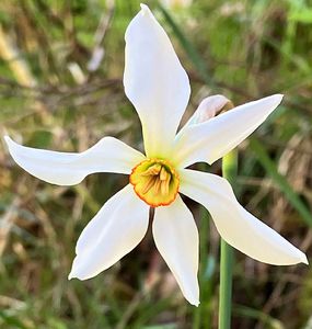 Narcis hvězdovitý (Narcissus poëticus subsp. radiiflorus (Salisb)