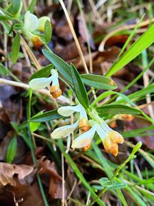 Zimostrázek alpský (Polygala chamaebuxus)