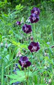 Kakost hnědočervený (Geranium phaeum)