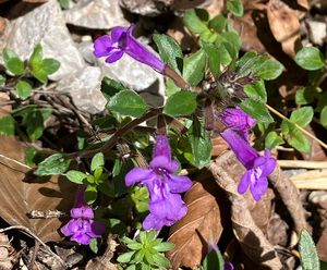 Pamětník alpínský (Acinos alpinus L.)