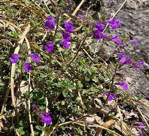 Pamětník alpínský (Acinos alpinus L.)