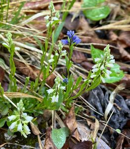 Vítod nahořklý (Polygala  Amarella  Crantz)