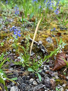 Vítod nahořklý (Polygala  Amarella  Crantz)