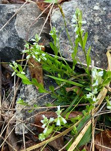 Vítod nahořklý (Polygala  Amarella  Crantz)
