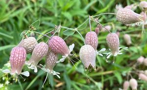 Silenka nadmutá (Silene vulgaris)
