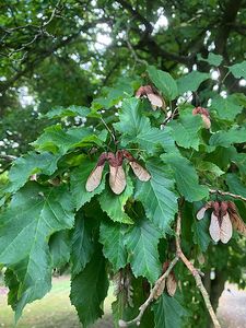 Javor tatarský (Acer tataricum L.)