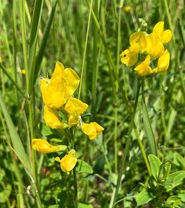 Hrachor luční (Lathyrus pratensis L.)