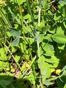 Hrachor luční (Lathyrus pratensis L.)