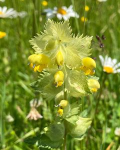 Kokrhel luštinec (Rhinanthus Alectorolophus (Scop.) Pollich )