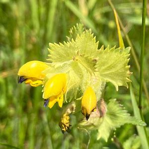 Kokrhel luštinec (Rhinanthus Alectorolophus (Scop.) Pollich )