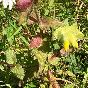 Kokrhel luštinec (Rhinanthus Alectorolophus (Scop.) Pollich )