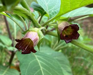 Rulík zlomocný (Atropa bella - donna)