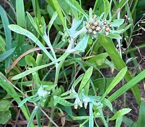 Protěž močálová (Gnaphalium uliginosum L.)