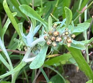 Protěž močálová (Gnaphalium uliginosum L.)