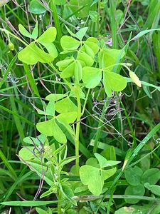 Šťavel evropský (Oxalis europaea Jord.)