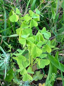 Šťavel evropský (Oxalis europaea Jord.)