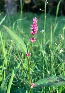 Rdesno menší (Persicaria minor (Huds.))