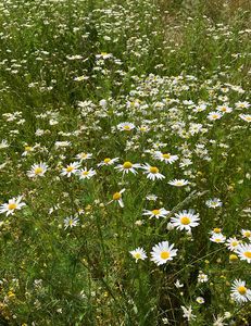 Heřmánkovec přímořský (Tripleurospermum inodorum (L.) C.H..Schultz)