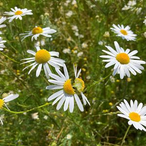 Heřmánkovec přímořský (Tripleurospermum inodorum (L.) C.H..Schultz)