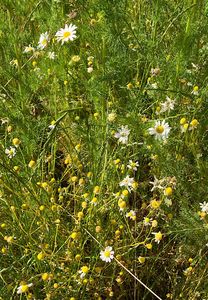 Heřmánkovec přímořský (Tripleurospermum inodorum (L.) C.H..Schultz)