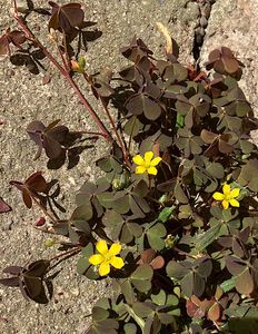 Šťavel plazivý (Oxalis corniculata var. repens)