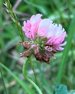 Jetel zvrhlý (Trifolium hybridum)