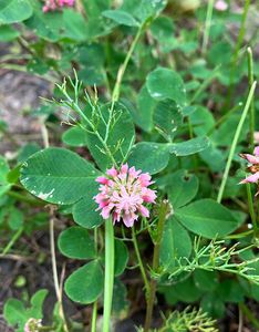 Jetel zvrhlý (Trifolium hybridum)