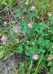 Jetel zvrhlý (Trifolium hybridum)