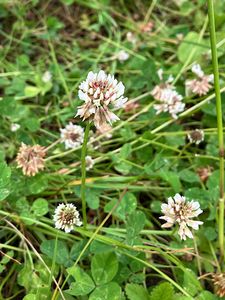 Jetel plazivý (Trifolium repens)