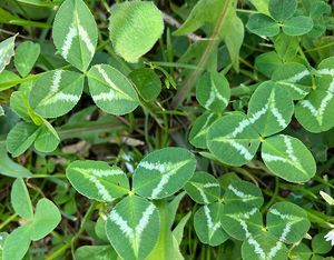 Jetel plazivý (Trifolium repens)