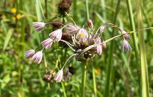 Česnek planý (Allium oleraceum)
