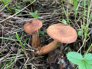 Ryzec ploštičný - Lactarius subumbonatus Lindgr.