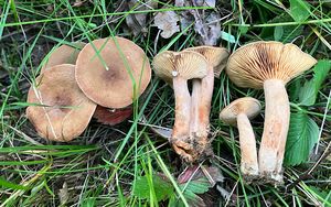 Ryzec ploštičný - Lactarius subumbonatus Lindgr.
