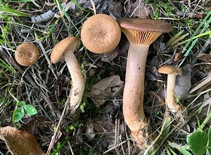 Ryzec ploštičný - Lactarius subumbonatus Lindgr.