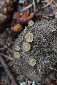 Řasnatka mrvní - Peziza fimeti (Fuckel) Seawer