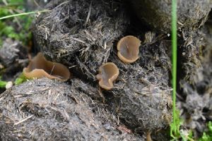 Řasnatka mrvní - Peziza fimeti (Fuckel) Seawer