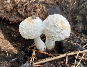 Bedla křídová - Leucocoprinus cretaceus (Bull.) Locq.