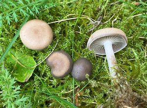 Strmělka vybledající - Pseudoclitocybe obbata (Fr.)Singer