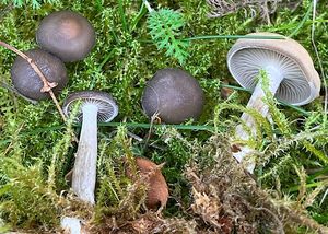 Strmělka vybledající - Pseudoclitocybe obbata (Fr.)Singer