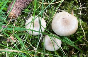 Strmělka vybledající - Pseudoclitocybe obbata (Fr.)Singer