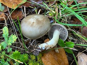 Líha šedolupenná - Lyophyllum eustygium (Cooke) Clémençon 1982