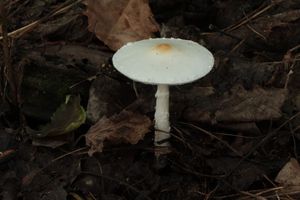 Bedla hranostajová - Lepiota erminea (Fr.) Gillet